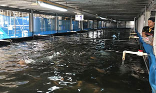 What are optimum water and soil parameters for shrimp and fish culture?